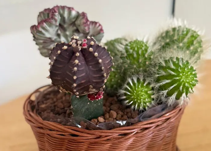 Lagarteira Casa de Férias Sanxenxo